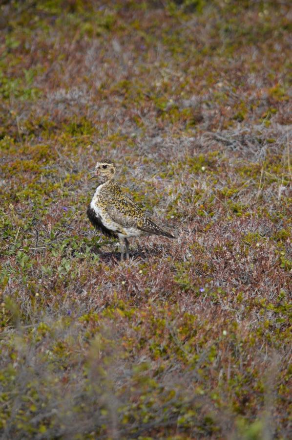 Sky Sighting Igluhus - Stay'in Arbakki Luxury tent Arskogssandur